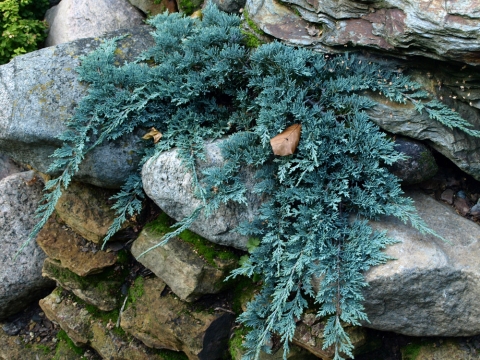 Jałowiec poziomy (Juniperus horizontalis) Icee Blue